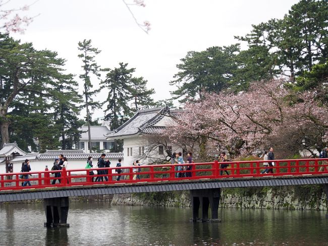 これで開花が進むでしょうね