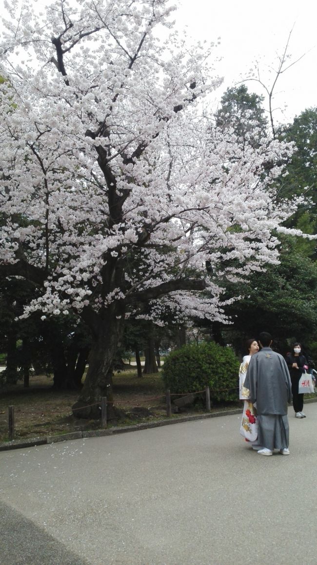花嫁さんと花婿さんの写真撮りがあちこちで<br />着物に桜は似合いますね。絵になります。