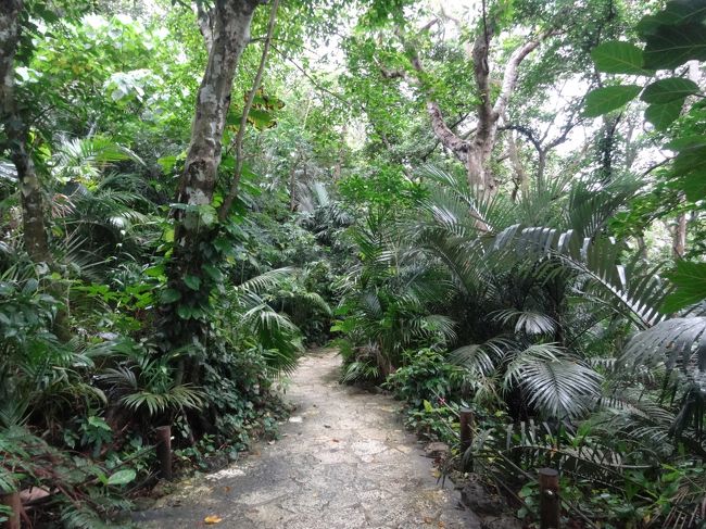 鬱蒼とした感じがします