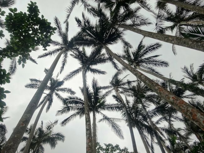 ここが、ヤエヤマヤシの群生してるところなんですね