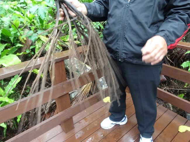 さて、これは何だったっけ？すっかり忘れてしまいました〜<br />ついでに、芭蕉布の材料の木も見たのに、写真を見つけられないです。もう、まるっきりダメだ…