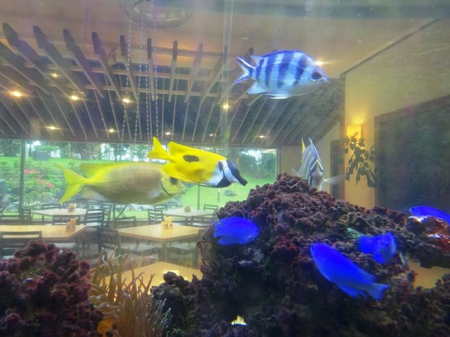 ホテルの水槽がグラスボートの代わり？蛍光色のような青い魚が印象的です