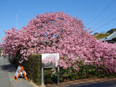 チェックアウトをして河津桜を見に…。
平日だったけれども、ちょうど満開だったこともあり混雑していた。

では、早速…。

「かじやの桜」