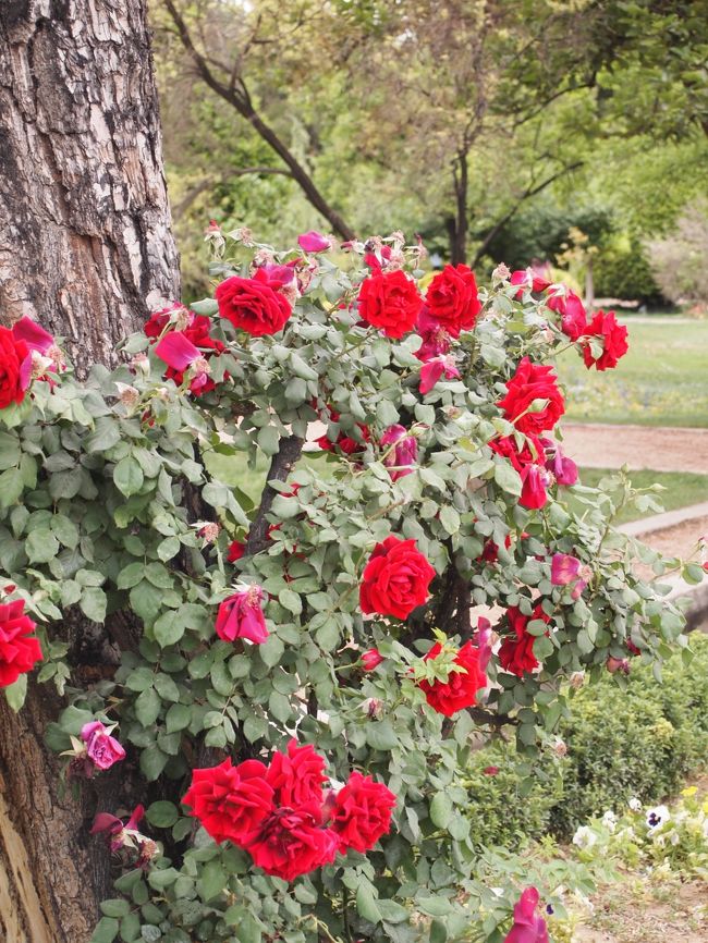 バラは申し訳程度にひっそりと咲いておりました。<br /><br />地図には「バラ園」と書かれたゾーンが存在するのだけど、そこは何か工事中みたいな感じ・・・。
