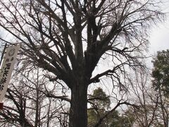 武芳稲荷神社に立ち並ぶ赤い鳥居の横には「子授けイチョウ」とも呼ばれる大木があります。