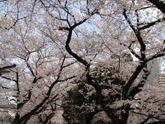 法明寺の参道は桜並木になっています。