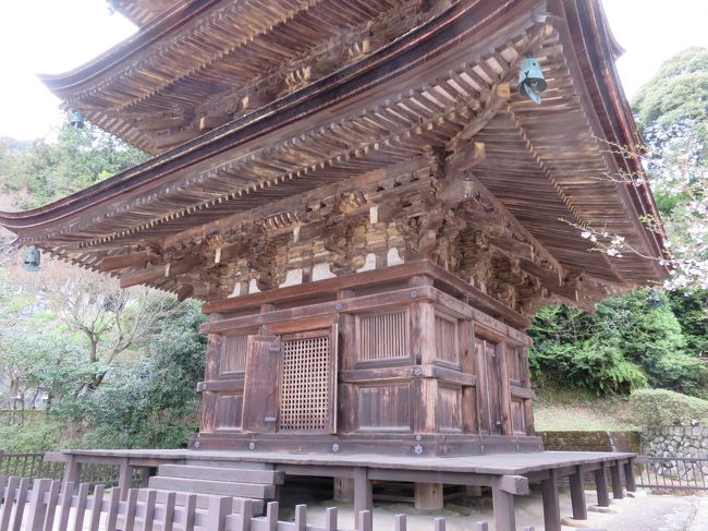 緊急レポート！ 桜の咲く瑠璃光寺に今日、行ってきました