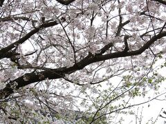 本覚寺の桜

鎌倉駅から本覚寺の境内を抜けて妙本寺へ向かいます。
本覚寺の桜も見頃を迎えています。

残念ながらこの日も花曇り。