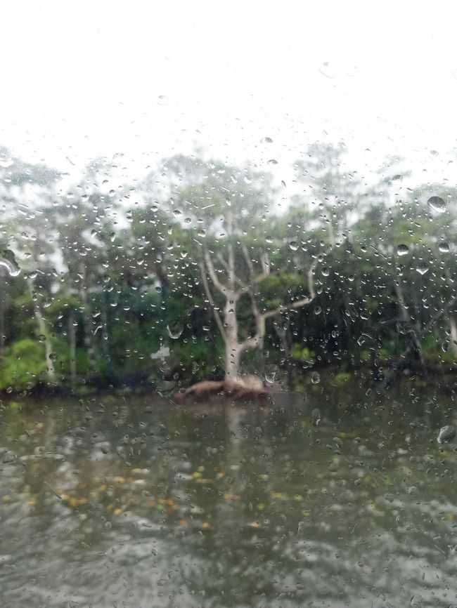 この木は、後でも見ますが<br />「サキシマスオウノ木」です