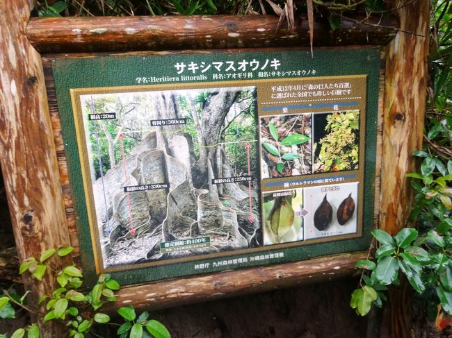 サキシマスオウノキ　「キ」は「木」ですよね