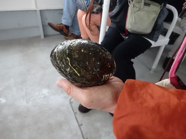 貝の名前は忘れたけれど、すごく大きい！<br />要するに、大き過ぎて何か見当がつかないんです…<br />＊面倒だけど、「仲間川　マングローブ　貝」で画像をググってみました。シジミみたいです！アサリ　シジミ　どっちにしても、どうにも大き過ぎると思ったら、何とまあ、シジミとはね…