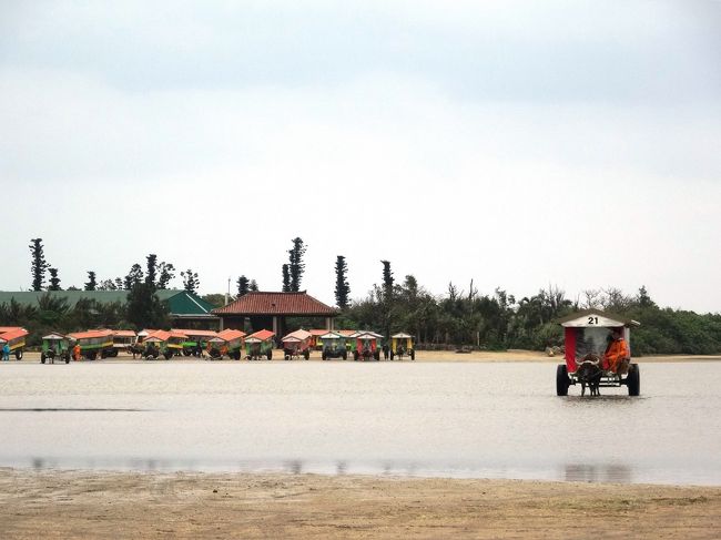 水牛車に乗って、由布島に行きます