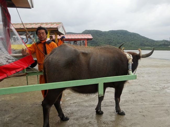 乗ったのは、メスの水牛車。子だくさんで、まもなく産休になるって言ってました。御者って言うのかな、うまくコントロールして話が面白くて、退屈しませんでした