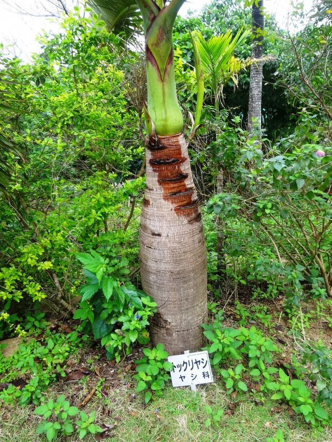 トックリヤシ　うまく名前を付けてますね