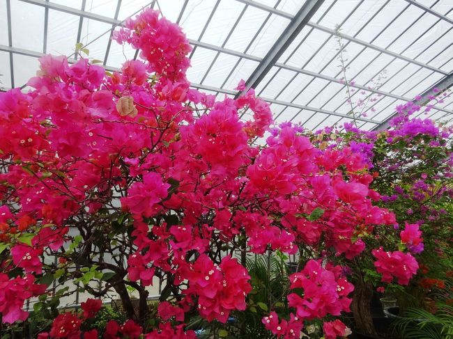 温室に入ります