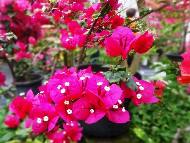 ブーゲンビリアでしょう