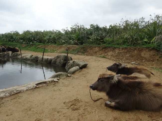 牛も、お昼寝かな？
