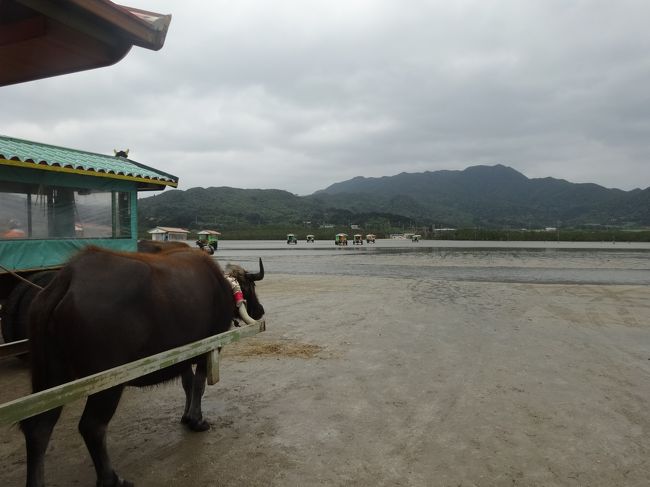 行きとは違う牛です