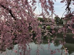 皇居大手門へ。しだれ桜がキレイ。