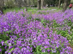 東御苑から北の丸公園へ。
ここではムラサキハナナの群落が！
