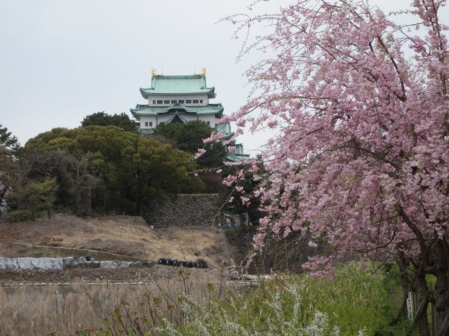 桜の色が濃くなりました。