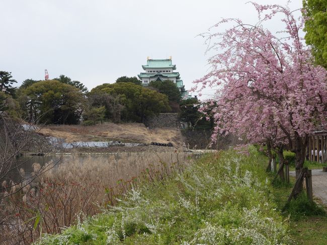 ソメイヨシノではないようです。