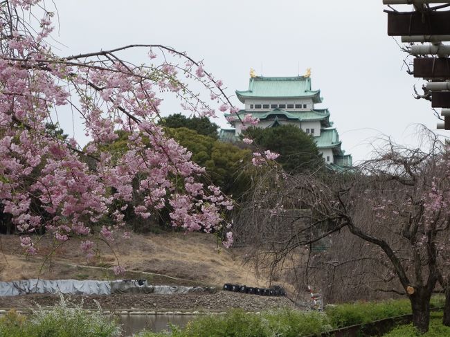 いわゆる枝垂桜です。