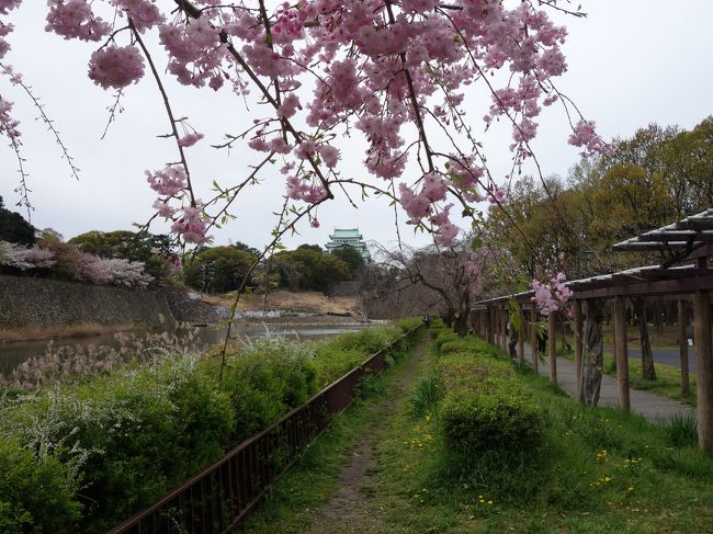 ピンクの色が濃い。