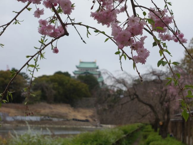 しっかりとした色です。