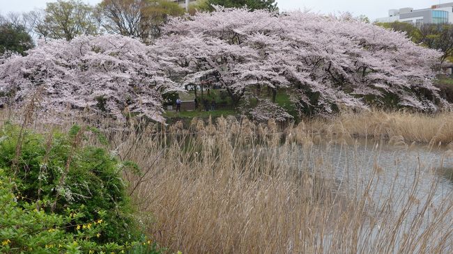 藤棚のあるところです。
