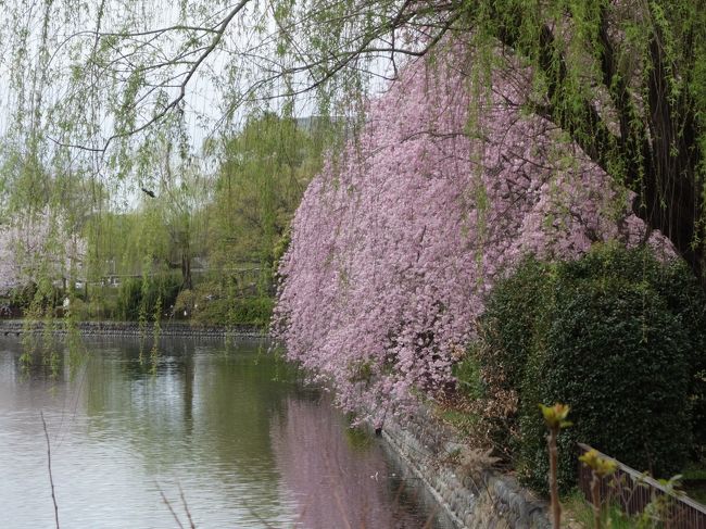 名古屋で一二を争う桜並木です。