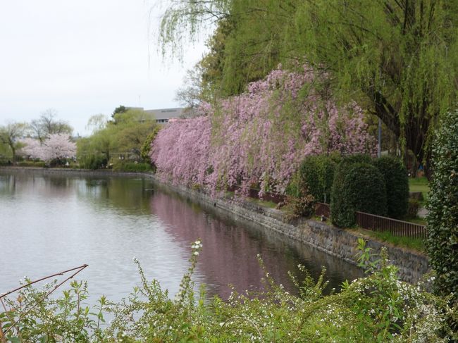 ここが枝垂桜の並木道です。