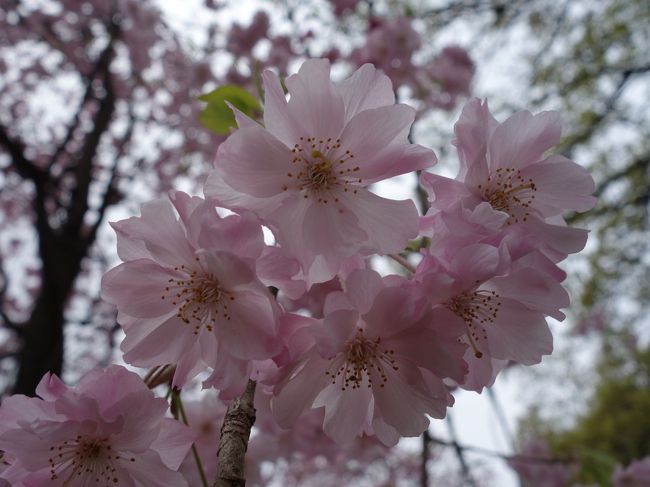 可憐な花びら。
