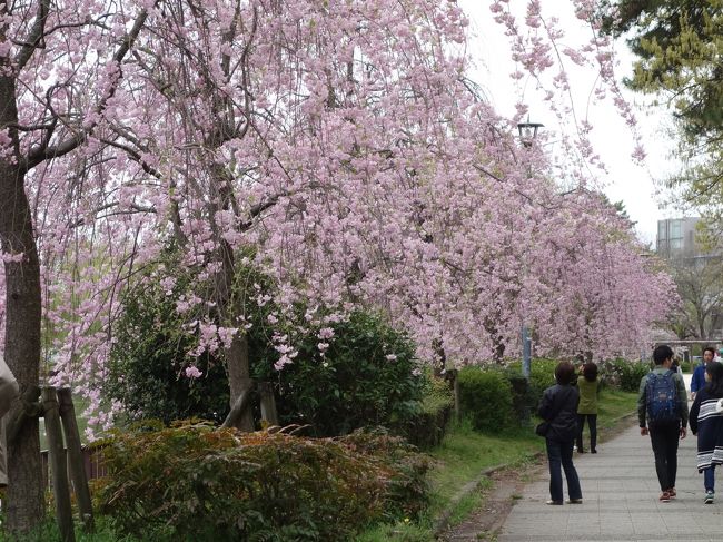 花見客もいっぱい。