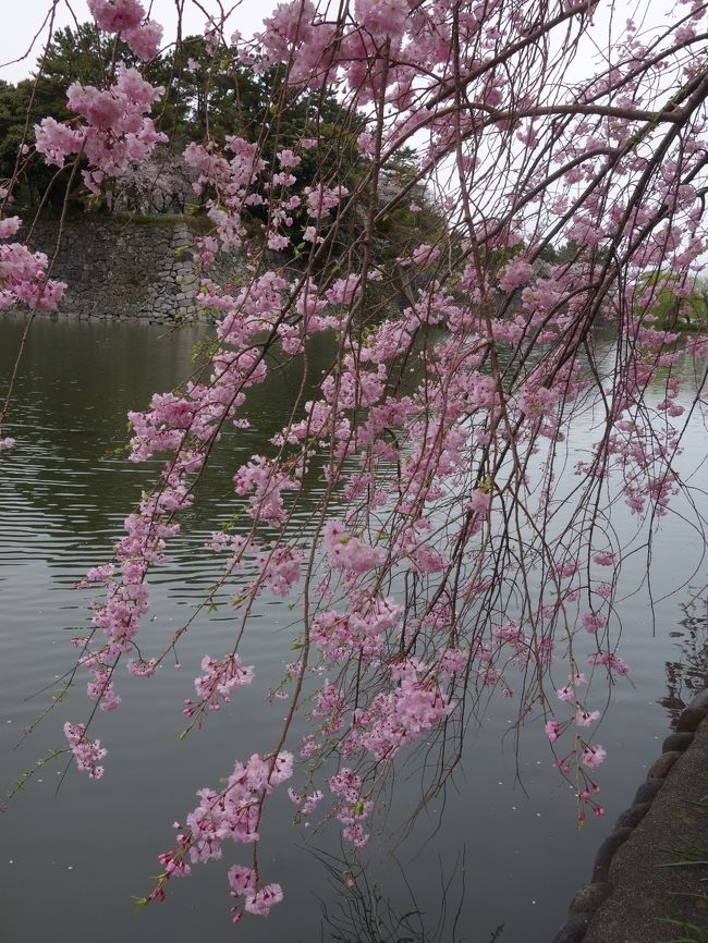 サイコーの景色です。