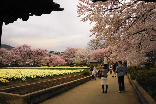 神代桜がある実相寺