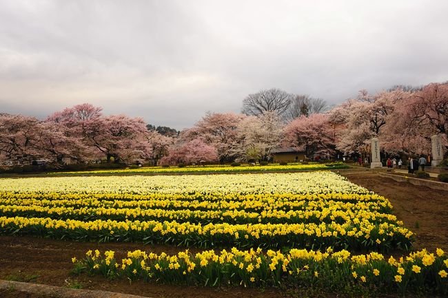 水仙と桜