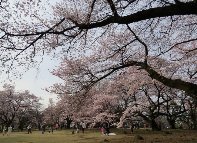 東京代々木 新宿のさくら 新宿御苑をめぐります 信濃町 千駄ヶ谷 東京 の旅行記 ブログ By Yamajiさん フォートラベル 東京代々木 新宿のさくら 新宿御苑をめぐります 信濃町 千駄ヶ谷 東京 の旅行記 ブログ By Yamajiさん フォートラベル