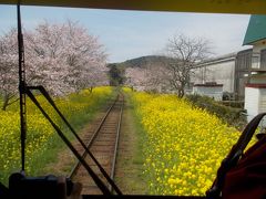 いすみ鉄道の車窓から見える、菜の花と桜。