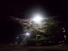 松戸の中央公園の夜さくら。