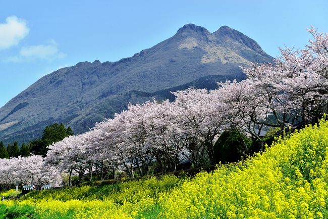油絵湯布院の桜菜の花由布岳のF6号です