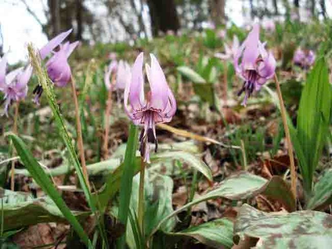 カタクリの花を愛でる 町田市かたかごの森へ その群生地を訪ねる 町田 東京 の旅行記 ブログ By Tamegaiさん フォートラベル カタクリの花を愛でる 町田市かたかごの森へ その群生地を訪ねる 町田 東京 の旅行記 ブログ By Tamegaiさん フォートラベル