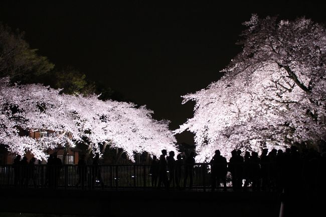 16年4月5日 一夜限りの幻想的な夜桜 野川上流域 桜探訪 小金井市西之橋 調布市細田橋 調布 狛江 東京 の旅行記 ブログ By Kasakayu6149さん フォートラベル 16年4月5日 一夜限りの幻想的な夜桜 野川上流域 桜探訪 小金井市西之橋 調布市細田橋 調布 狛江 東京 の旅行記 ブログ By Kasakayu6149さん フォートラベル