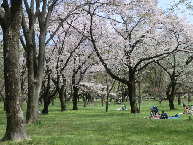 桜満る都立小金井公園 国分寺 小金井 東京 の旅行記 ブログ By Yoshitoさん フォートラベル