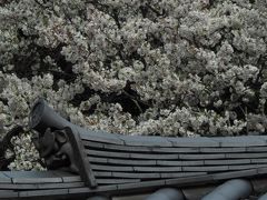 〈3月29日 三溪園〉
HPではソメイヨシノは3分咲きとのことでしたが、
早咲きの品種もあるだろうと出かけました。
ですが満開だったのはわずかだけ。
やや期待外れでした。

実は新宿御苑と迷って先に三渓園に来たのですが
今日御苑に行っておけば良かったかな。
（御苑は東京編に登場します）