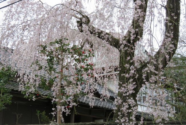 山全体がピンクに覆われる光景が見たくてcherikoさんと吉野山へ