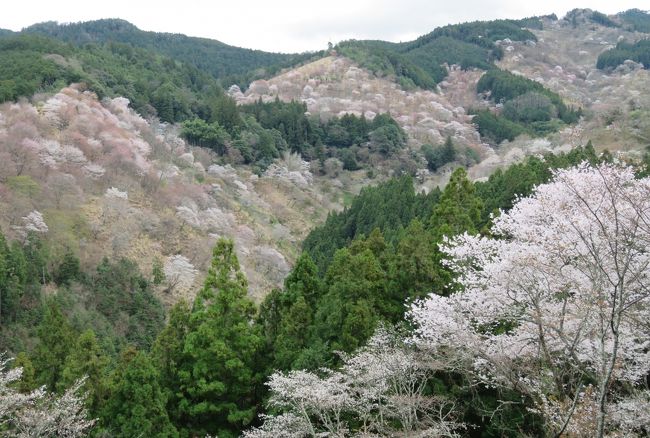2016春、奈良の桜(11/13)：吉野山(7)：吉水神社、修復中の本殿 ...