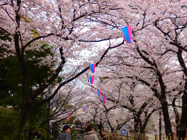 東京・北区のお花見散歩～飛鳥山公園・音無親水公園と荒川赤羽