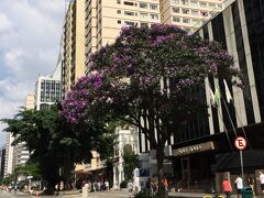 東南アジアにもある『ジャカランダ』。この紫の花が街を彩ります。