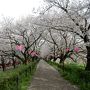 福島の桜